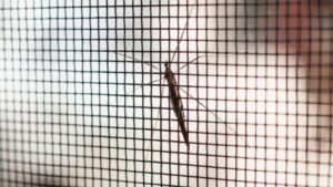 tela contra mosquitos
