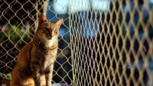 tela de proteção para gatos